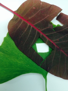 leafs epidermal segments