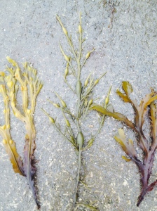three brown algae